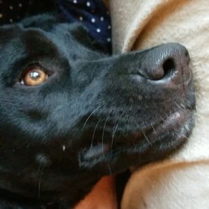 Meet your Posher, Chari